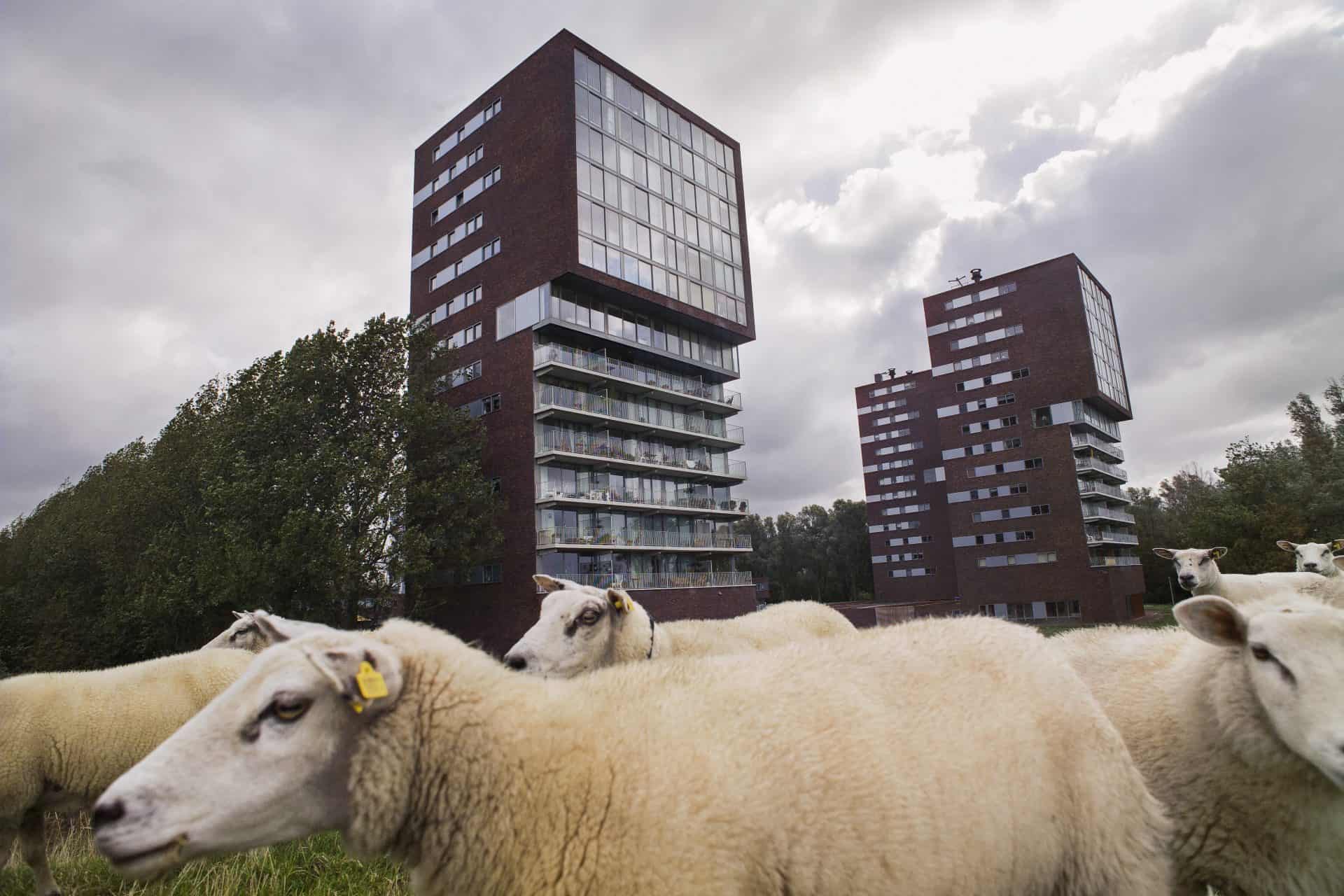 Advies Voor De Strategische Aanpak Leegstand In De Gemeente Den Haag